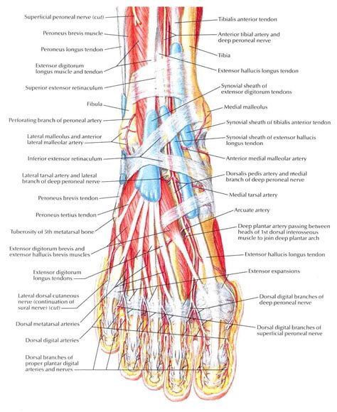 Muscles of Dorsum of Foot-Superficial Dissection | Bedahunmuh's Blog