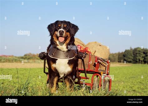 Bernese Mountain Dog pulling cart with apples Stock Photo - Alamy