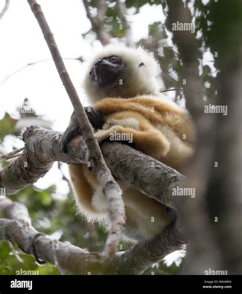 Golden Sifaka, dancing lemur of Madagascar, Africa Stock Photo - Alamy