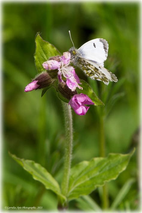 Female Orange Tip Butterfly by prsjnb - Pentax User