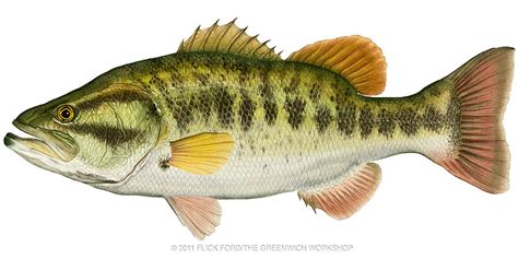 Largemouth Bass Painting by Flick Ford - Pixels