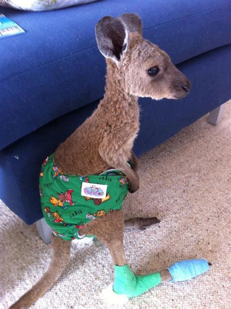 The cutest baby kangaroo ever (pic) | Amazing Creatures