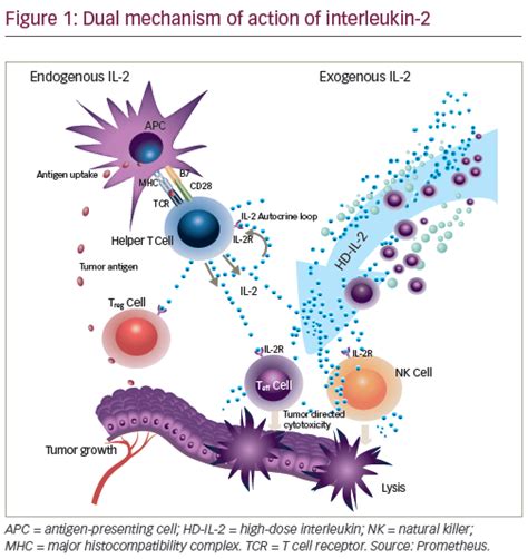 Cancer Immunotherapy with Interleukin-2— Current Status and Future ...