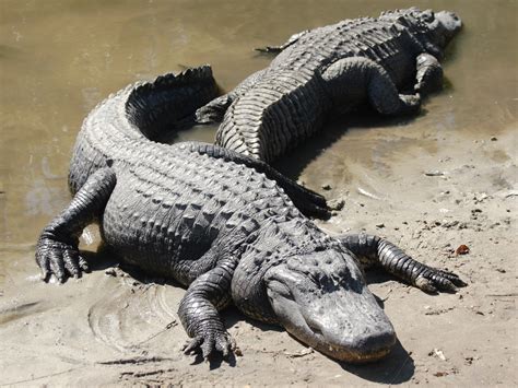 American Alligator - Daufuskie Island Conservancy