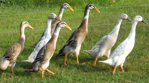 Le canard coureur indien : tout ce que vous devez savoir - Du balcon au ...