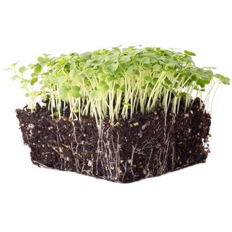 Green Mustard Microgreens Seeds - 4 Oz ~48,000 Seeds - Grow Non-GMO ...