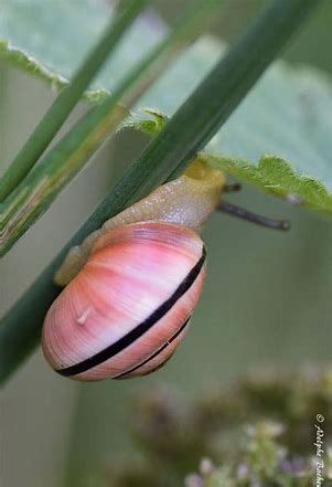 Image result for Pink Snail | Weekdieren, Slakken, Dieren