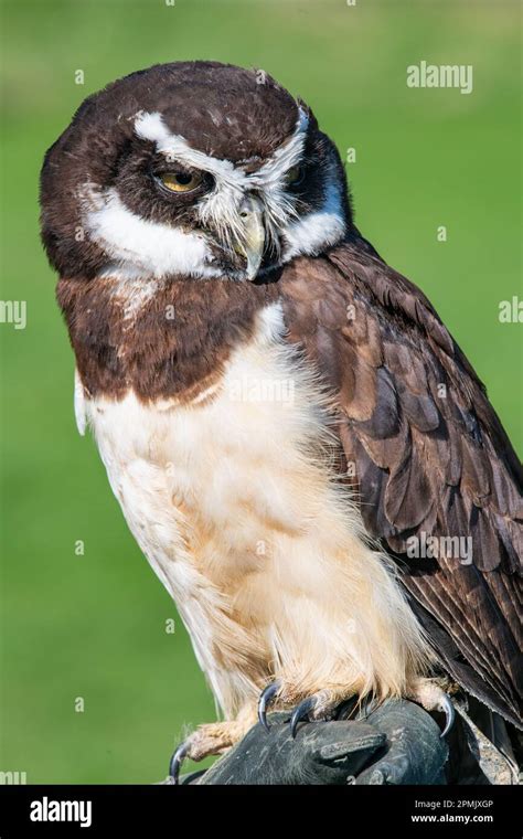 Spectacled owl, Leeds Castle Falconry Centre, Leeds, Kent, England, UK ...