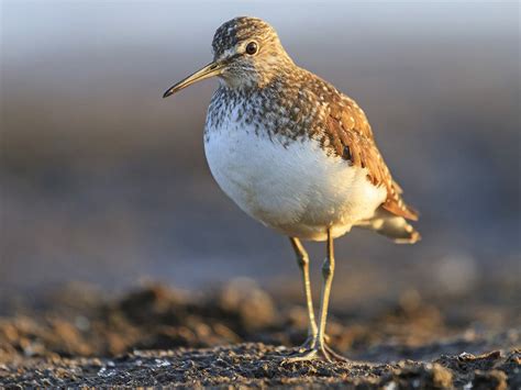 Common Sandpiper Bird Facts (Actitis hypoleucos) | Birdfact