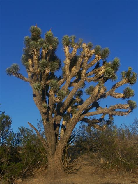 Beautiful Joshua Tree in NV desert | Joshua tree, Plants, Beautiful