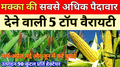 मक्के की बेस्ट वैरायटी |50 क्विंटल उत्पादन | Best varieties of maize in ...