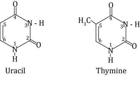 Thymine is also called