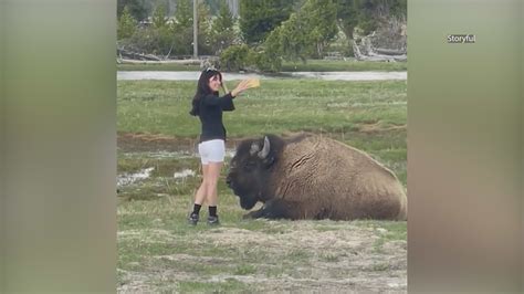 No selfie control? Woman caught taking risky photo with bison in ...