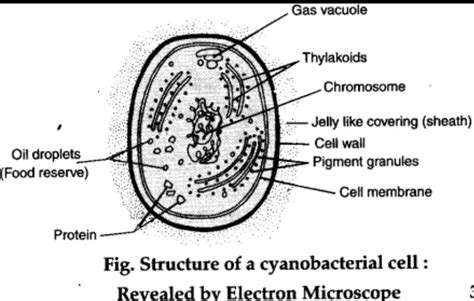 8. Draw a well labelled diagram of a cyanobacterial cell. - Brainly.in