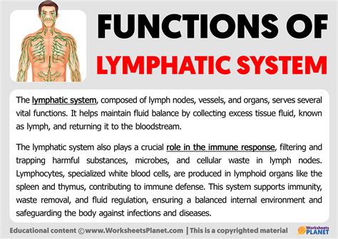 Functions of Lymphatic System