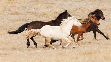 Brumby Horses – Bing Wallpaper Download