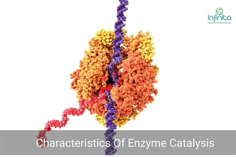 Characteristics Of Enzyme Catalysis | Infinita Biotech