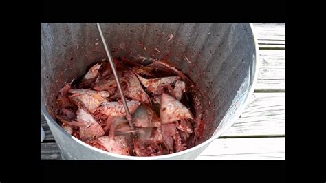 Making Fish Chum Step by Step - YouTube