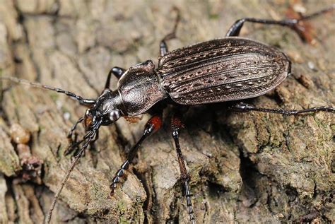 Ground beetle Photograph by Science Photo Library - Fine Art America