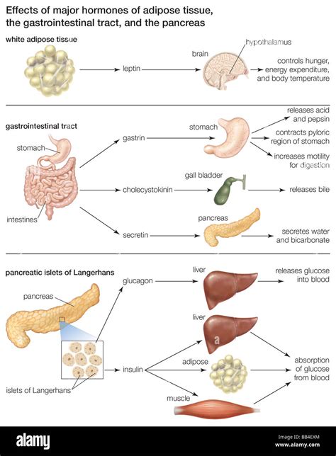 The major hormones of adipose tissue, the gastrointestinal tract, and ...