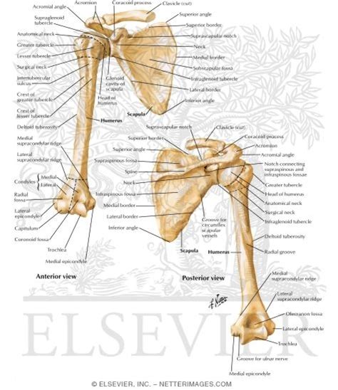 Shoulder: Bones (Pectoral Girdle)