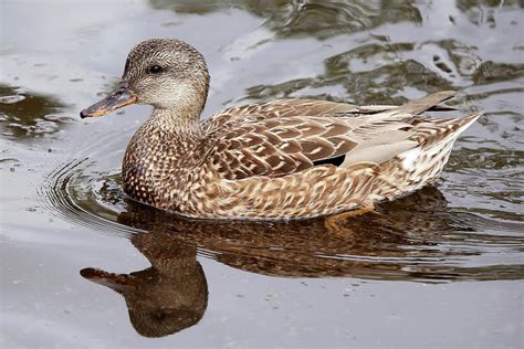 Beautiful Female Gadwall Duck Photograph by Michael Peak - Fine Art America