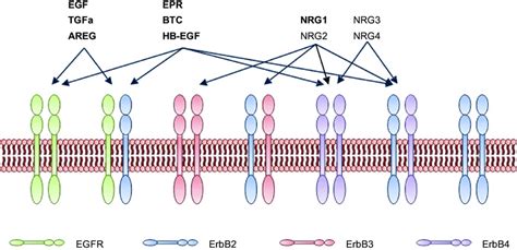 Egfr Protein Structure