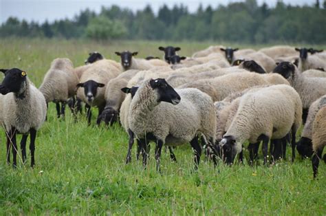 Romanov sheep – Smart Agro Trend