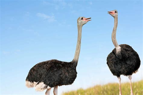 Ostrich Pictures