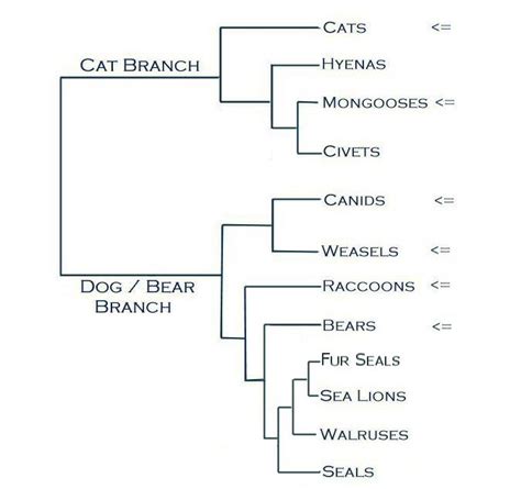 Classification/Phylogeny - Black-Footed Ferret