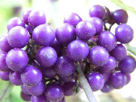 BeautyBerries, How to grow and care for BeautyBerry Bushes, Callicarpa ...