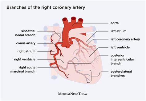 Coronary Arteries Supply