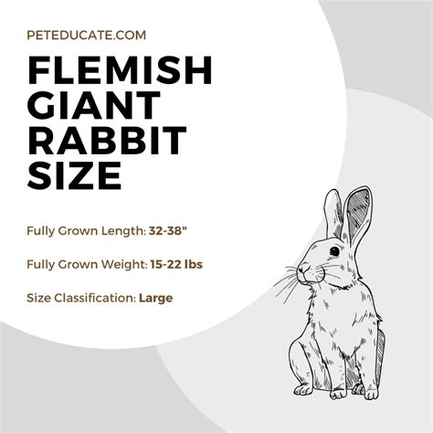 Giant Rabbits