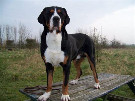 Greater Swiss Mountain Dog | petmapz by Dr. Katz, Your veterinarian ...