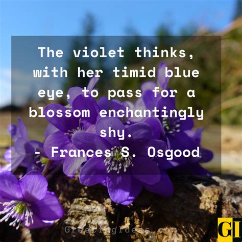 40 Best Love Violet Quotes, Sayings, and Phrases