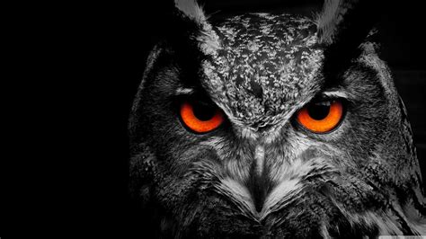 Scary Owl Wallpapers - Top Free Scary Owl Backgrounds - WallpaperAccess