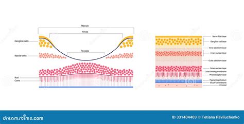 Macula fovea and foveola stock illustration. Illustration of light ...