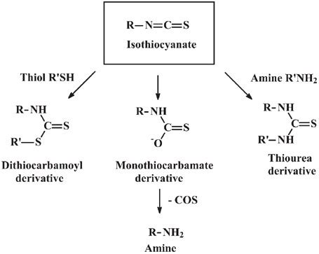 Are isothiocyanates potential anti-cancer drugs? | Acta Pharmacologica ...