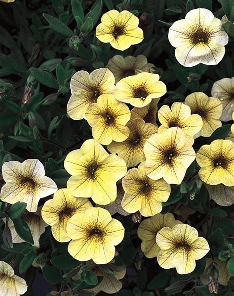 Million Bells® Yellow - Calibrachoa hybrid Flower Pots, Flower Garden ...