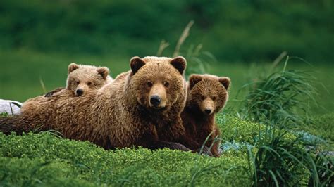 44+ Grizzly Bear Wallpaper PNG | Best Ideas