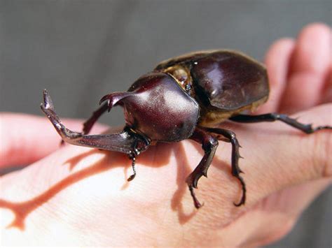 Japan Rhinoceros Beetle: Identification, Life Cycle, Facts & Pictures