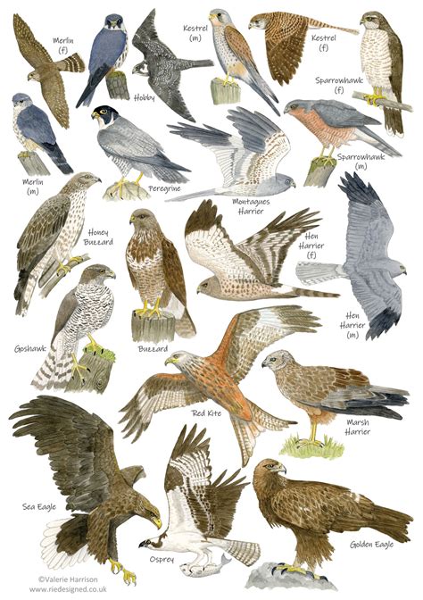 British Birds of Prey Identification A5 Card Postcard, Art Print