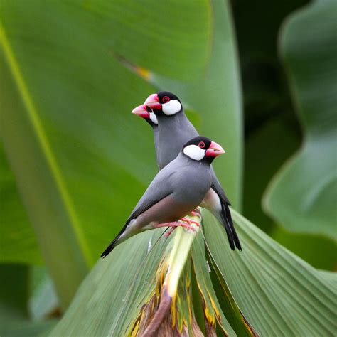 Hawaiʻi Birding Trails | Java sparrow