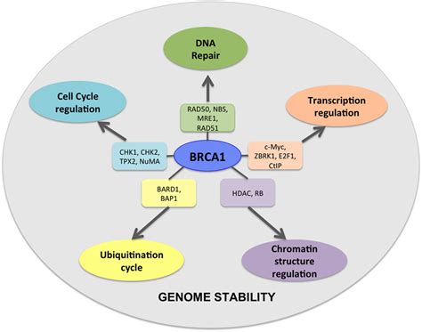 Frontiers | Role of BRCA Mutations in the Modulation of Response to ...