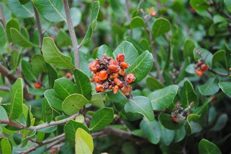 Rhus integrifolia seeds - Phoenix Desert Seeds