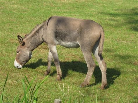 Donkey animal farm Free stock photos in JPEG (.jpg) 2816x2112 format ...