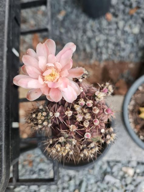 🌼 🌸 Gymno season : r/cactus