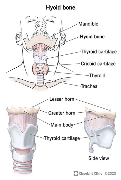 Hyoid Bone: Function, Location & Anatomy