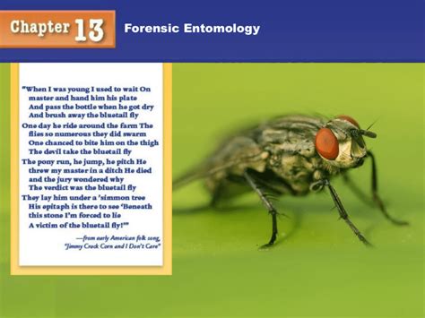 forensic entomology