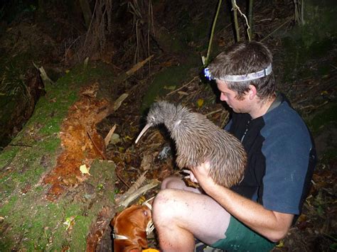 Kiwi: The National Animal of New Zealand